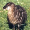 Image 03 of a black-grey mouflon Icelandic lamb