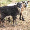 Image 04 of a black-grey mouflon Icelandic lamb