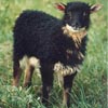 Image 01 of a black mouflon Icelandic lamb