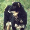 Image 02 of a black mouflon Icelandic lamb
