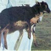 Image 04 of a black mouflon Icelandic lamb