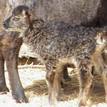 Image 03 showing unusual patterning of Hnykill's offspring