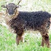 Image 01 of a grouflon lamb