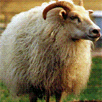 Image of imported Icelandic sheep #042 Lengja