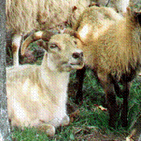 Image of imported Icelandic sheep #043 Nebba