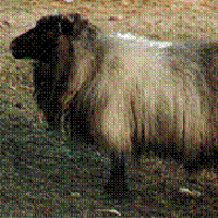 Image of imported Icelandic sheep #068 Grana