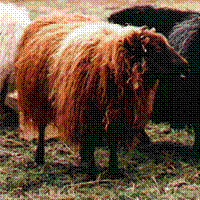 Image of imported Icelandic sheep #108 Thora