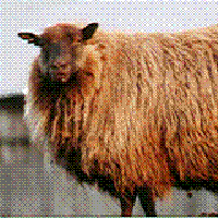 Image of imported Icelandic sheep #222 Mora