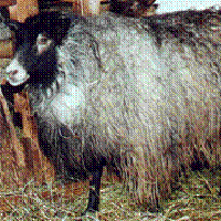 Image of imported Icelandic sheep #350 Leira