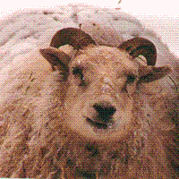 Image of imported Icelandic sheep #403 Dokkvor