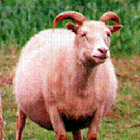 Image of imported Icelandic sheep #423 Fluta