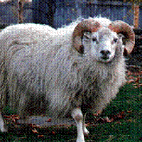 Image of imported Icelandic sheep Larus #723