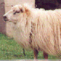Image of imported Icelandic sheep Tritill #830