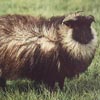 Example of an Icelandic sheep exhibiting the grey pattern