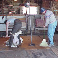 Image of shearing Icelandic sheep