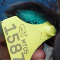 Image of tagged sheep's ear