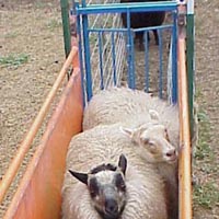 Image of sheep waiting in chute