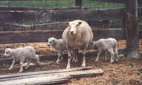 Image of white Icelandic ewe resting with lambs