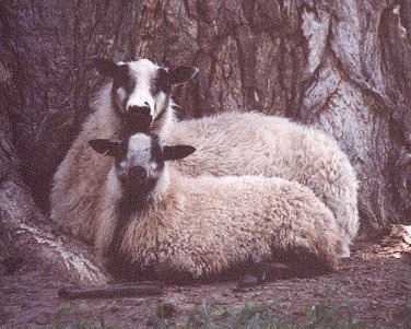 Image of yearling Icelandic ewe with lamb