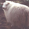 Example of an Icelandic sheep exhibiting the white pattern